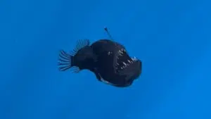 anglerfish